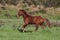 Portuguese Lusitano Horse