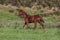 Portuguese Lusitano Horse