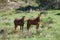 Portuguese Lusitano Horse