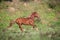 Portuguese Lusitano Horse