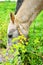 Portuguese lusitano horse feeding