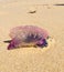 Portuguese Man O War