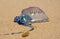 Portuguese Man O War (Bluebottle) on the beach