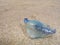 A portuguese man-o-war jellyfish on the beach