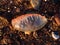 Portuguese Man O` War marine hydrozoan washed up on a beach in Devon, UK