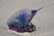 Portuguese man o\' war, Physalia physalis, beautiful but dangerous mollusk lying on the sand