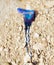 Portuguese man o war Physalia physalis jellyfish