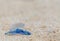 Portuguese Man-o-War on Waimanalo Beach in Hawaii