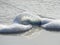 Portuguese Man Of War Being Washed on Shore by Waves