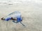 Portuguese man of war blue jellyfish stranded on the beach
