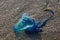 Portuguese Man-of-War Washed Up on Beach