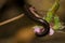 Portuguese millipede eating the petal of a flower.