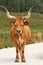 Portuguese mountain longhorn cattle