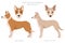 Portuguese Podengo Medio clipart. Different poses, coat colors set