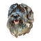 Portuguese shepherd dog portrait