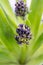 Portuguese squill Scilla peruviana, budding flowers