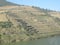 Portuguese terraces Douro Valley