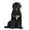 Portuguese Water Dog