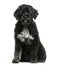 Portuguese Water Dog