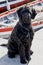 Portuguese Water Dog by Boats