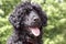 Portuguese Water Dog - Close up Head Shot