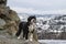 Portuguese Water Dog standing on a rock in winter