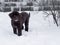 Portuguese Water Dog standing in snow