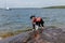 Portuguese Water Dog wearing her life jacket on the shore of Georgian Bay