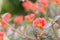 Portulaca Beautiful Flowers in soft warm light. Vintage autumn l