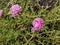 The portulaca blossom in garden