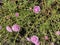 The portulaca blossom in garden