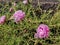 The portulaca blossom in garden