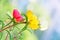 Portulaca colorful flowers with a little bug sitting in yellow flower in the garden. Close-up