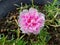 Portulaca flower with a natural background