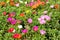 Portulaca flowers