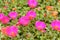 Portulaca flowers