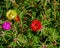 Portulaca flowers, capsule and seeds at the garden.