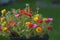 Portulaca grandiflora Flowers