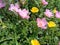 Portulaca grandiflora, rose moss, eleven o\\\'clock, Mexican rose, moss rose, sun rose, rock rose, and moss-rose purslane.