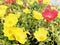 Portulaca grandiflora yellow and colorful by the wayside