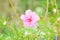 Portulaca, Moss Rose, Sun plant, Sun Rose,purslane,pussley flowe