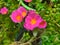 Portulaca oleracea blooming garden with white pink yellow orange Verdolaga Pigweed Little Hogweed Pusley