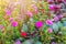 Portulaca oleracea flowers, beautiful pink outdoors in the garden, home gardening ideas