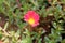 Portulaca oleracea L, moss rose, Japanese rose, little hogweed flowers, and orange flower in common garden