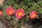 Portulaca oleracea L, moss rose, Japanese rose, little hogweed flowers, and orange flower in common garden