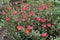 Portulaca oleracea L, moss rose, Japanese rose, little hogweed flowers, and orange flower in common garden