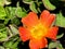 Portulaca \'Pazzaz Nano Orange\', compact hybrid cultivar