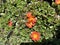 Portulaca \'Pazzaz Nano Orange\', compact hybrid cultivar