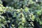 Portulacaria afra jade plants stem