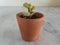 Portulacaria elephant food plant variegated in a tiny cute pot